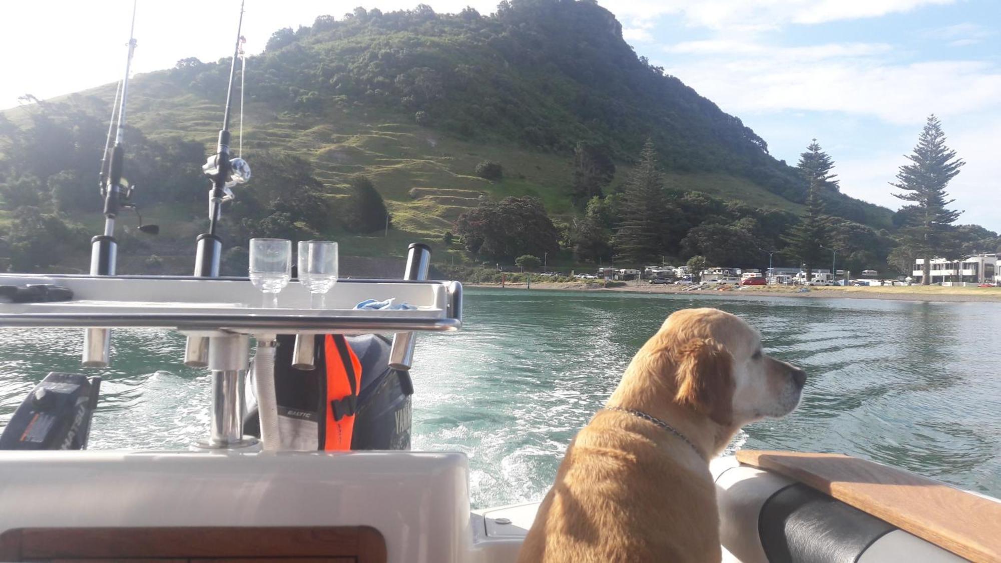 Charm On Commons, Mauao Leilighet Mount Maunganui Eksteriør bilde